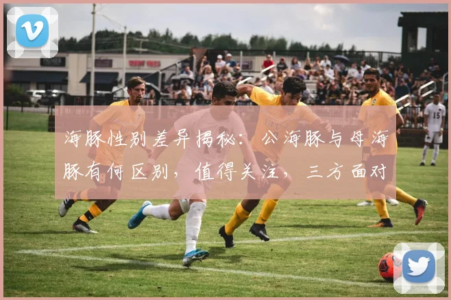 海豚性别差异揭秘：公海豚与母海豚有何区别，值得关注，三方面对比解析